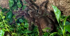Insolite : la plus grosse araignée du monde attaque un scientifique en pleine forêt