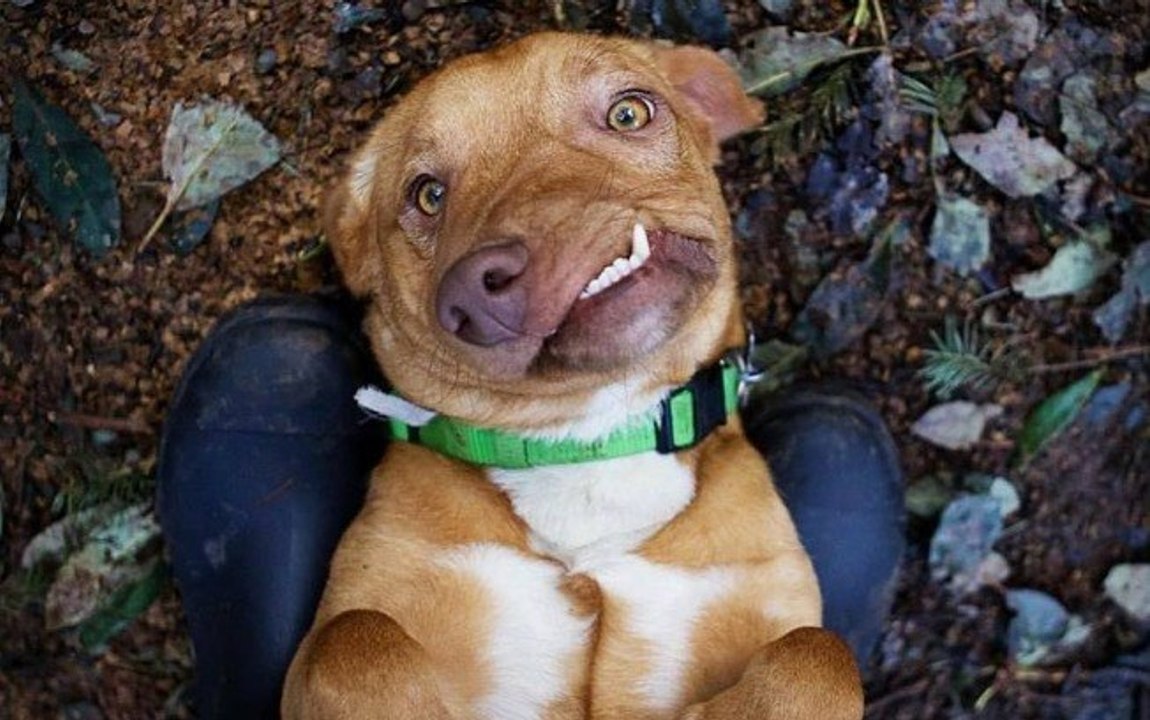 Wegen Missbildung: Picasso soll eingeschläfert werden, dann schlägt das Schicksal zu!