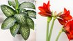 5 giftige Pflanzen, die ihr lieber nicht zu Hause haben solltet