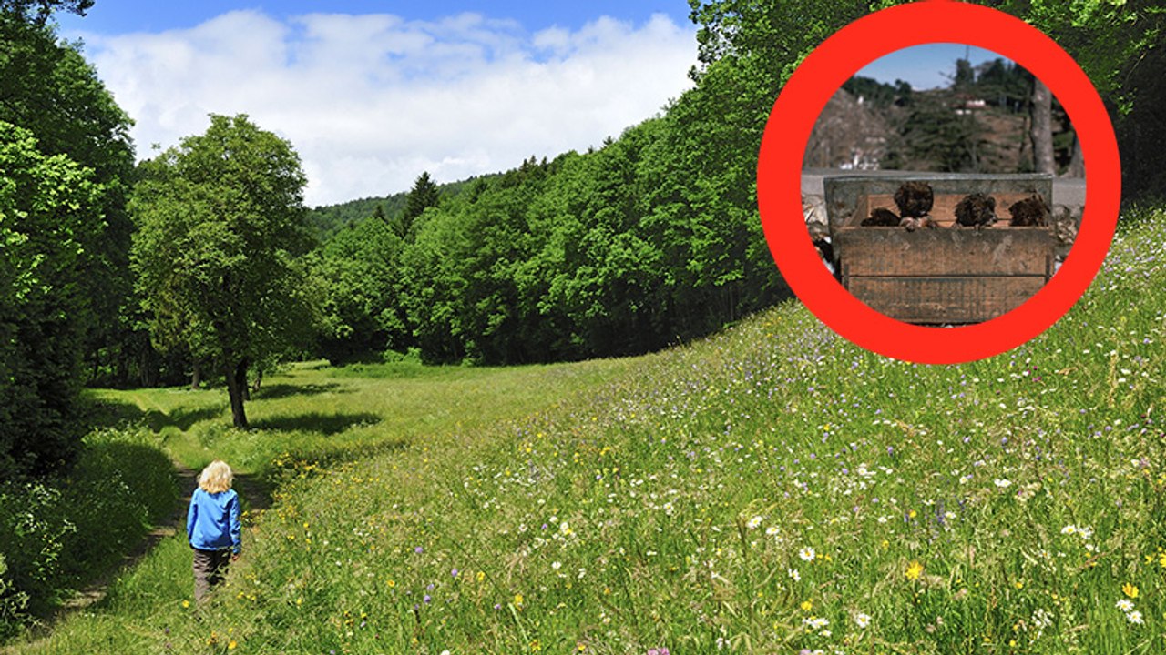 Karton im Wald: Sie denkt an ausgesetzte Welpen, doch dann entdeckt sie die Wahrheit