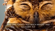 This Obese Owl Had To Lose Weight To Fly