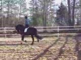 Siem imported Friesian gelding dressage horse