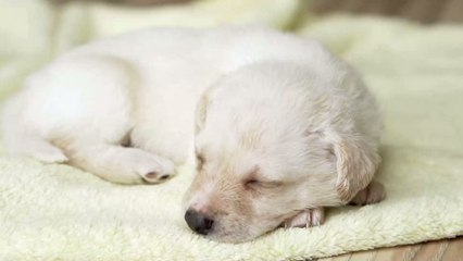 What You Need To Bear In Mind If You Let Your Pet Sleep In Your Bed At Night