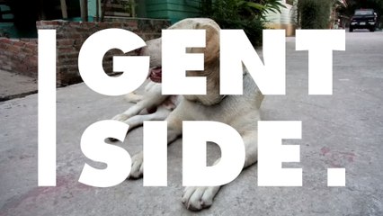 Verstorbenes Haustier: Auf diese vier Arten kannst du dein Tier bestatten