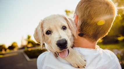 Warum das Ableben eines Hundes so schlimm ist wie der Tod eines Verwandten