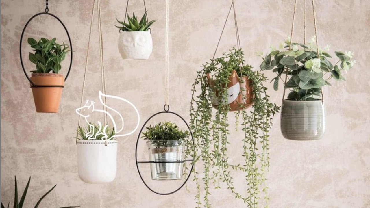 Diese fünf Zimmerpflanzen verbessern das Raumklima