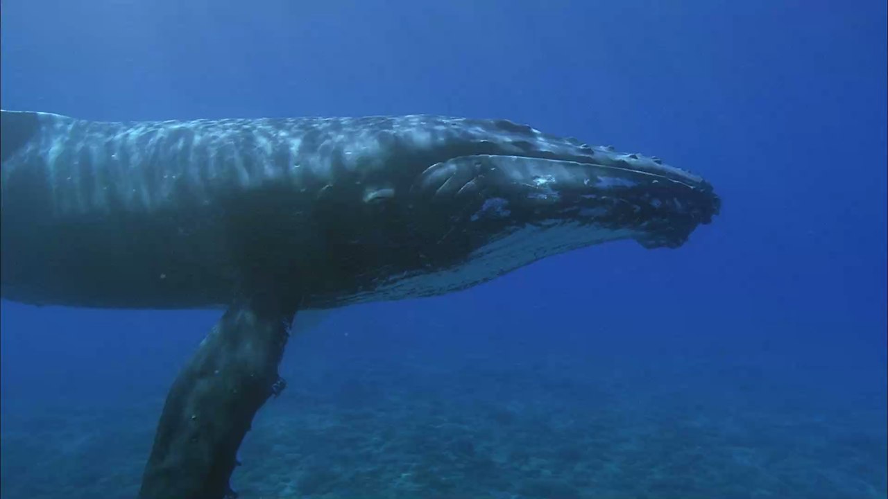 Schwangerer Wal: Aus einem traurigen Grund verenden Mutter und Kind