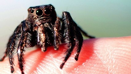 Opéré au cerveau, un patient guérit de son arachnophobie