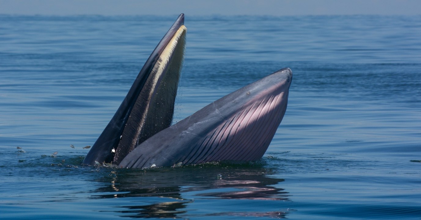 Verhungerter Wal gestrandet: Der Grund macht wütend