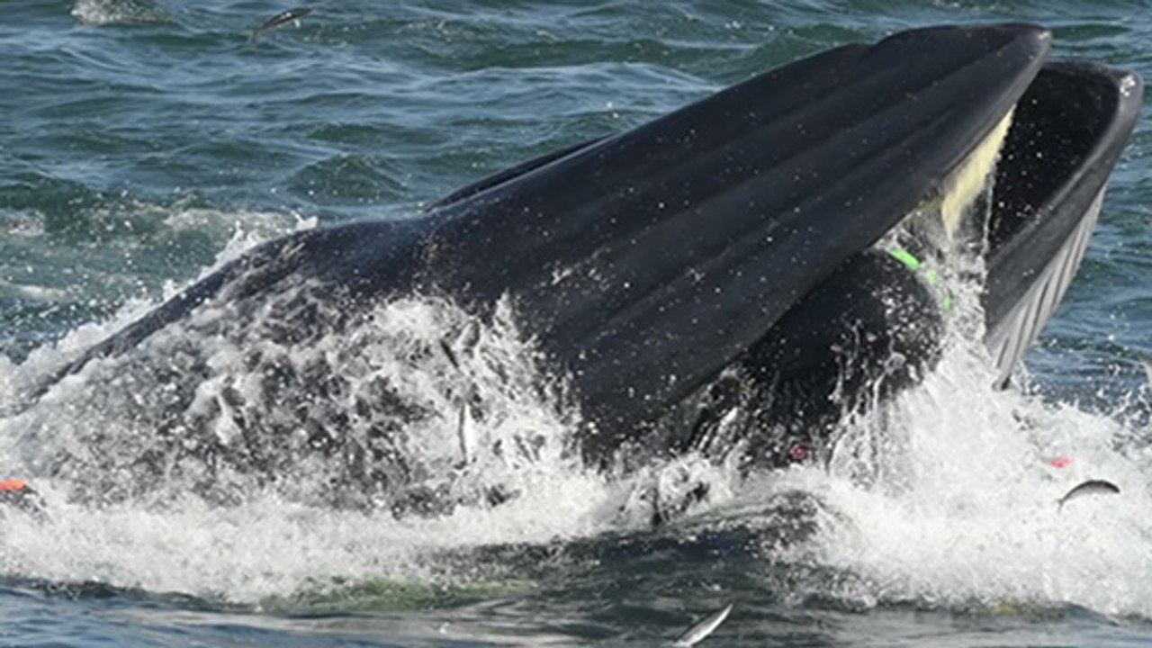Wal verschluckt deutschen Taucher