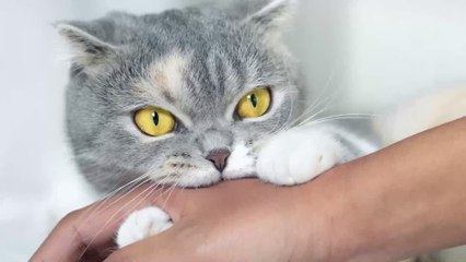 Five reasons your cat bites you