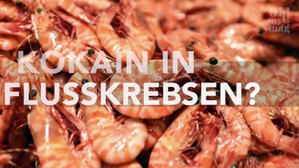 Wissenschaftler finden gefährlichen Stoff in Flusskrebsen