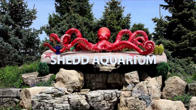 These curious penguins went on a tour around a closed aquarium