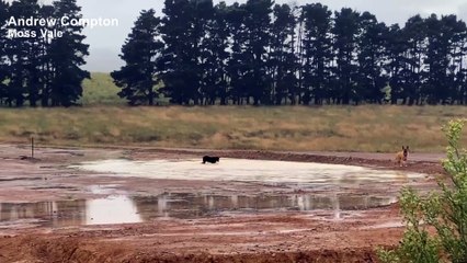 JESS AND KODA LOVED THE EXCESS RAIN - MARCH 1, 2022 - SOUTHERN HIGHLAND NEWS