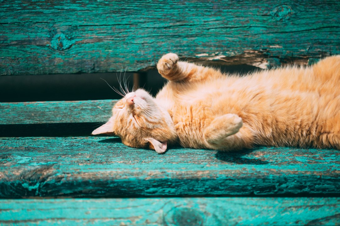 Sommerhitze: So schützt ihr eure Katze vor einem Hitzschlag