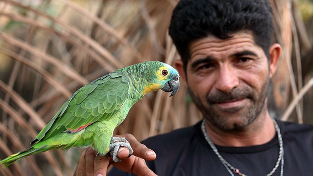 Papagei wird angeschossen, von einer Schlange gebissen, entführt - und überlebt!