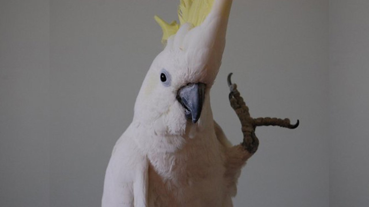 Nicht für Futter und nicht für die Balz: Darum tanzt YouTube-Legende Snowball