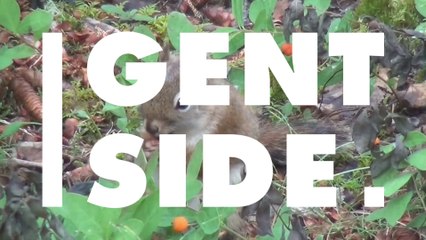 Zutraulicher Hirsch: Jäger finden Schreckliches in seinem Magen