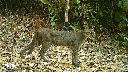 Ouganda : Un chat sauvage rarissime filmé pour la première fois chassant des singes