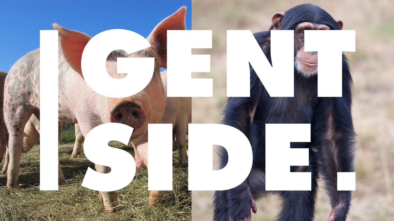 Umstrittenes Experiment: Forscher erschaffen ein Schwein-Affe-Hybridwesen