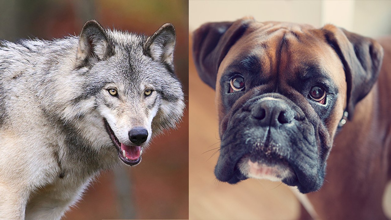 Hund vs Wolf: Darum sind Wölfe sozialer als der beste Freund des Menschen