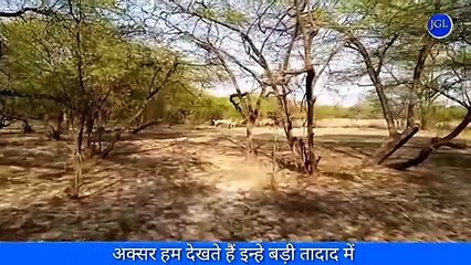 नीलगाय कैसा होता है,नीलगाय जानवर  कैसा होता है क्यों होता है नीलगाय का शिकार,
