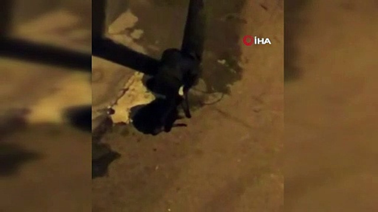 Makasla kesti, çöp kovalarını böyle çalmaya kalkıştı