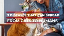 These are three diseases that cats can spread to people