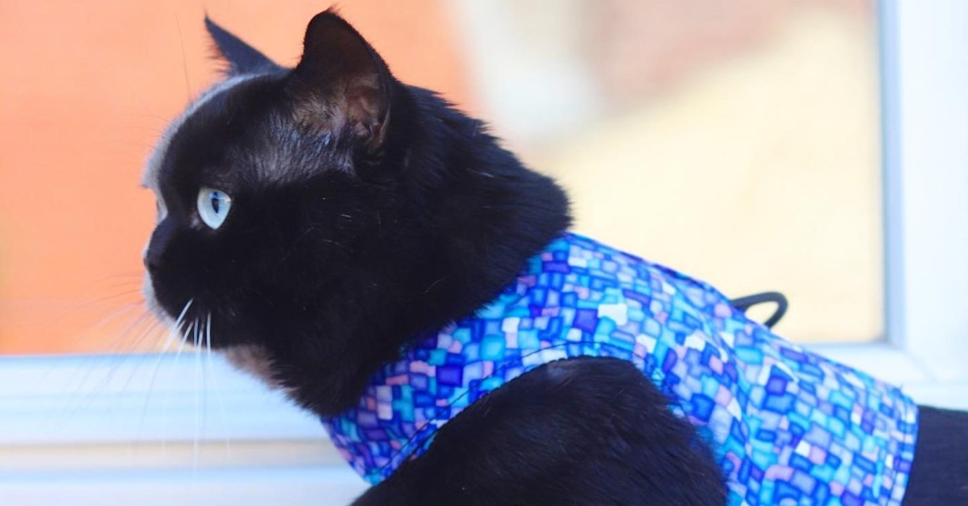 Genetische Seltenheit: Kätzchen Narnia hat zwei Gesichter