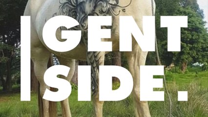 Er tätowiert ein Pferd und tritt damit eine Welle der Empörung los