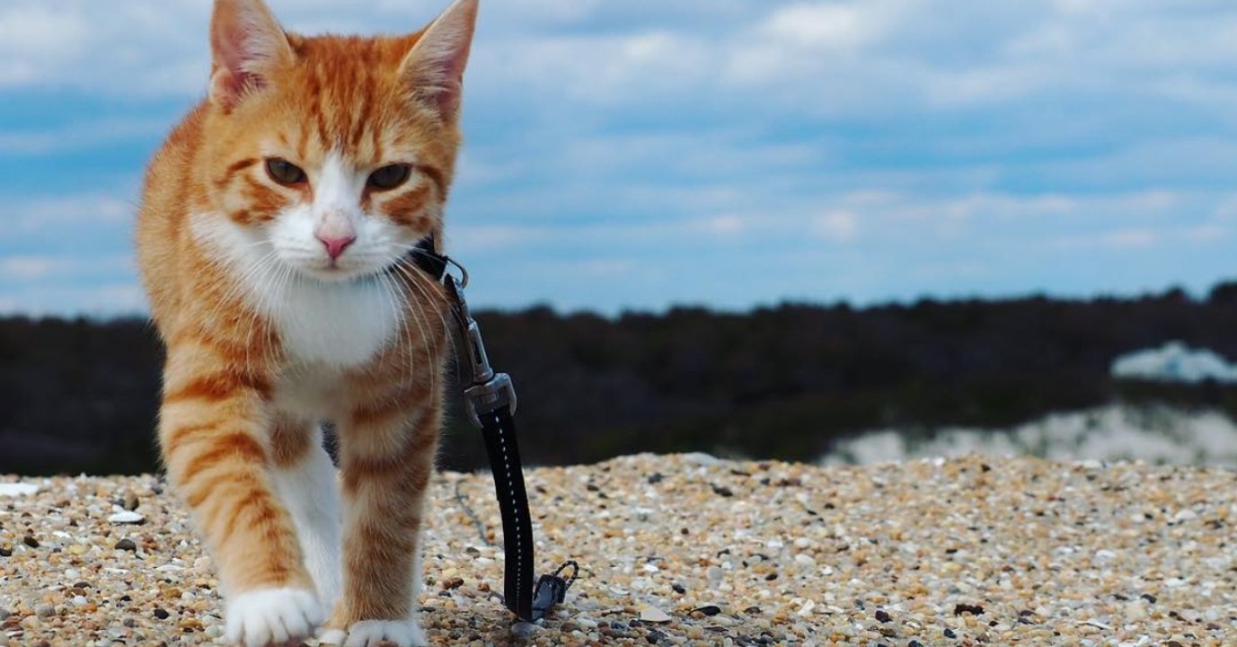 Unglaubliches Schicksal: Aus dieser abgemagerten Findelkatze wird etwas Erstaunliches