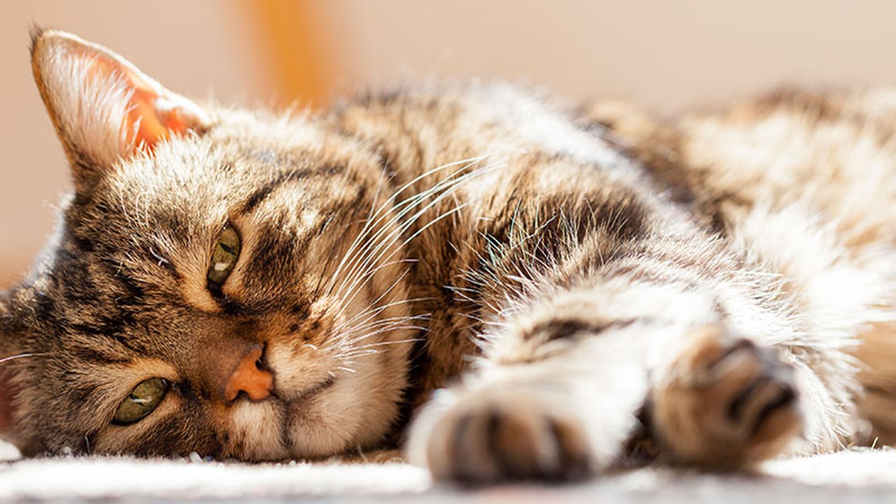 Kleine Diven: Aus diesem Grund zeigen Katzen uns oft die kalte Schulter