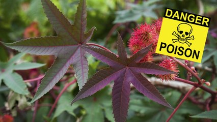Quels sont les poisons naturels les plus mortels au monde ?