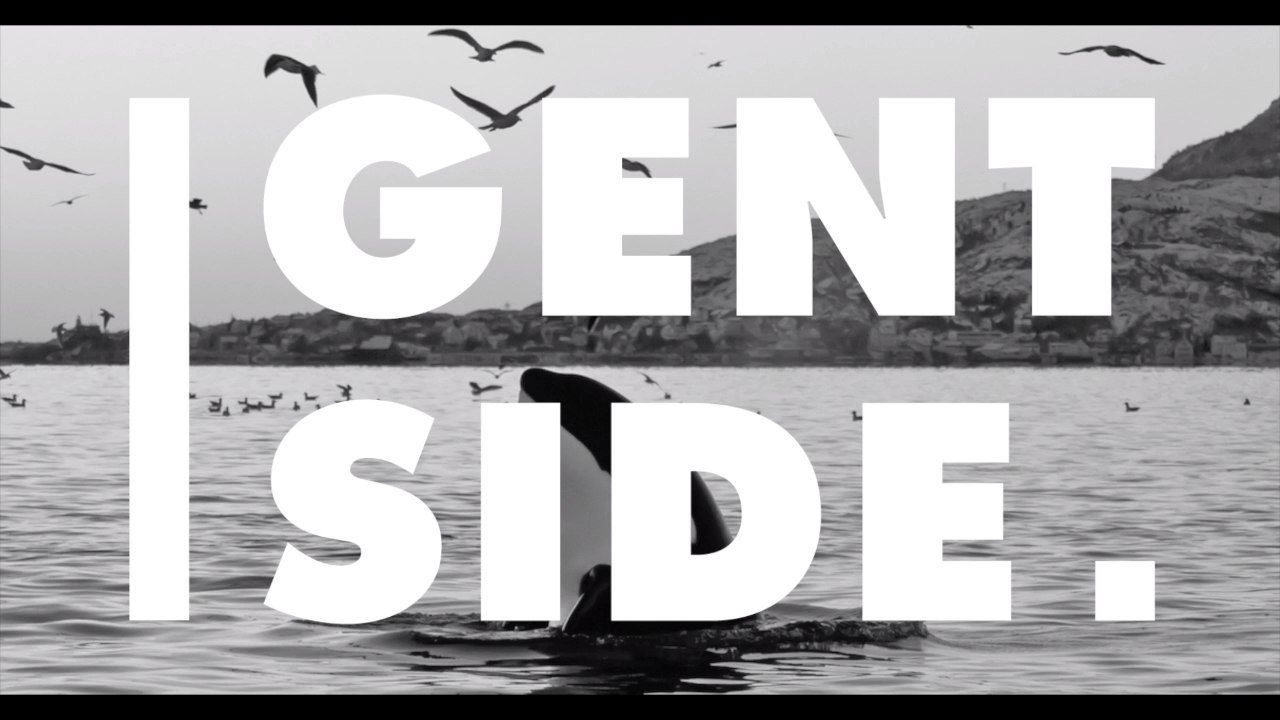 Orca-Weibchen: Mit ihnen können Forscher endlich körperliche Besonderheit von Frauen zu erklären