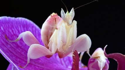 L'incroyable technique de camouflage de la mante orchidée