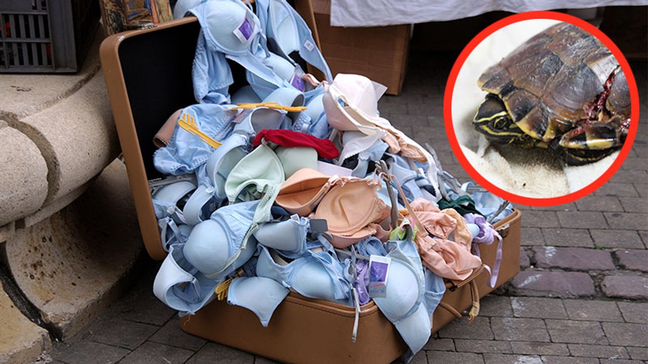 So können eure alten BHs zum Lebensretter für Schildkröten werden