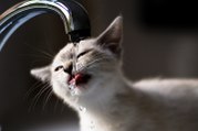 Hitzewelle: So kannst du deine Katze zum Trinken animieren
