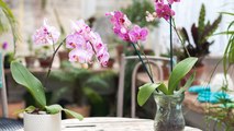 Mit diesem einfachen Trick hältst du deine Orchideen länger schön