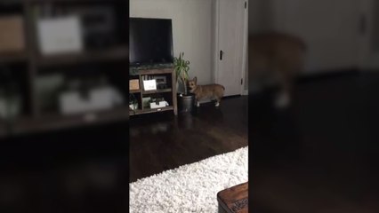 This Corgi Hides His Bones in the Most Peculiar Place