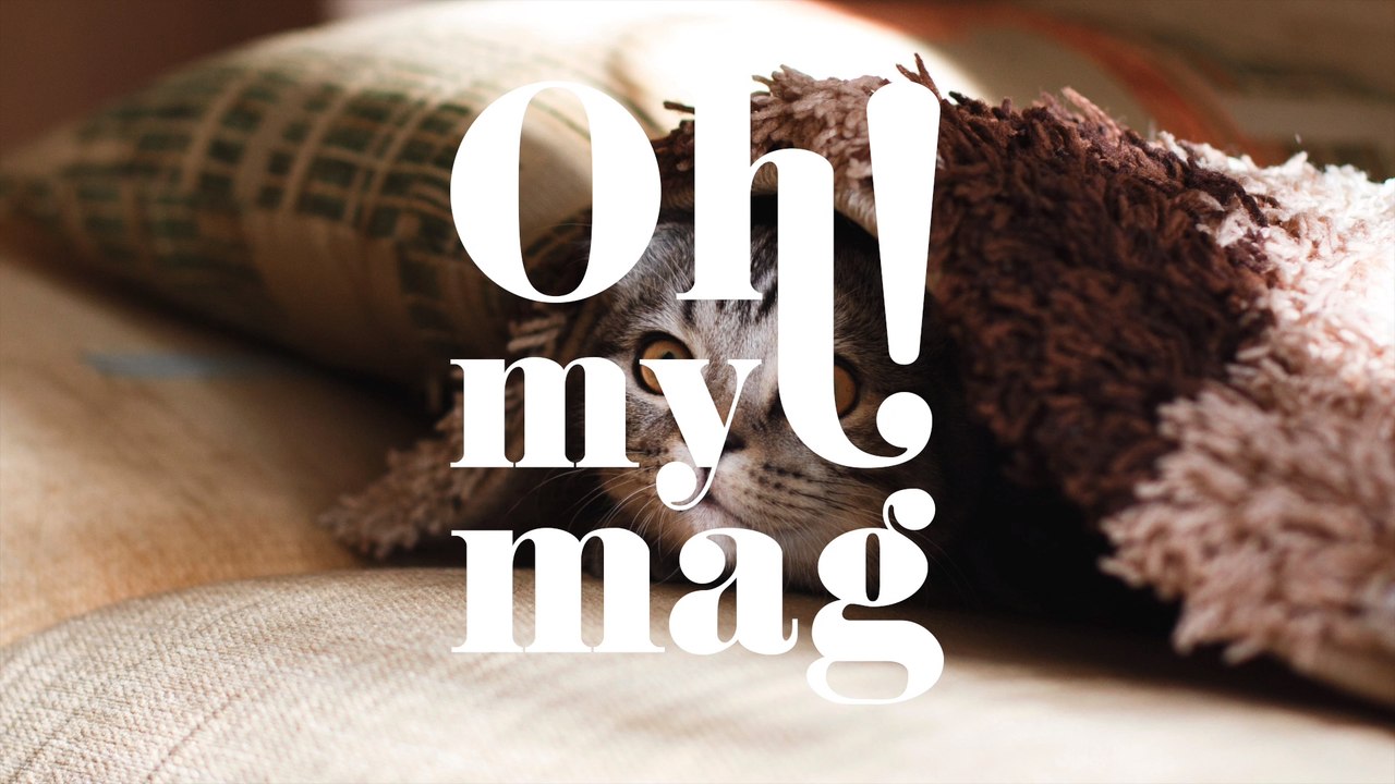 Drei unschlagbare Tricks gegen Hunde- und Katzenhaare