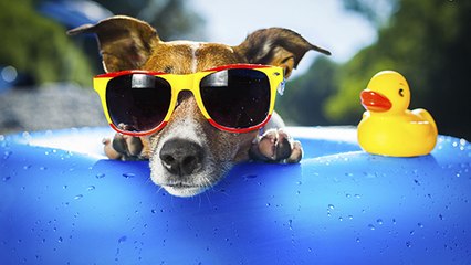Heiße Temperaturen: So übersteht dein Vierbeiner die Hitze am besten