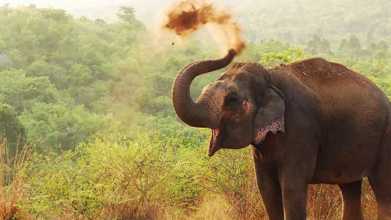 Urkomisch: Elefanten schlafen sturzbetrunken auf einem Teefeld ein