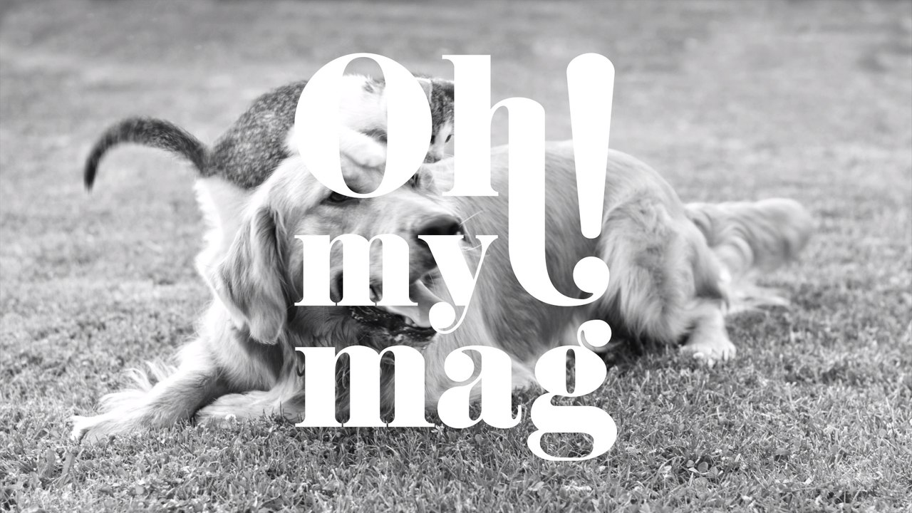 Tier-Adoption: Was du vor dem Besuch im Tierheim wissen musst!