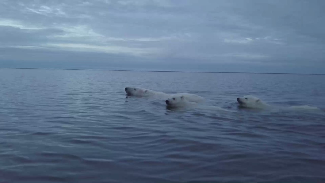 Klimawandel: Drei erschreckende Fakten zum Verbleib der Eisbären