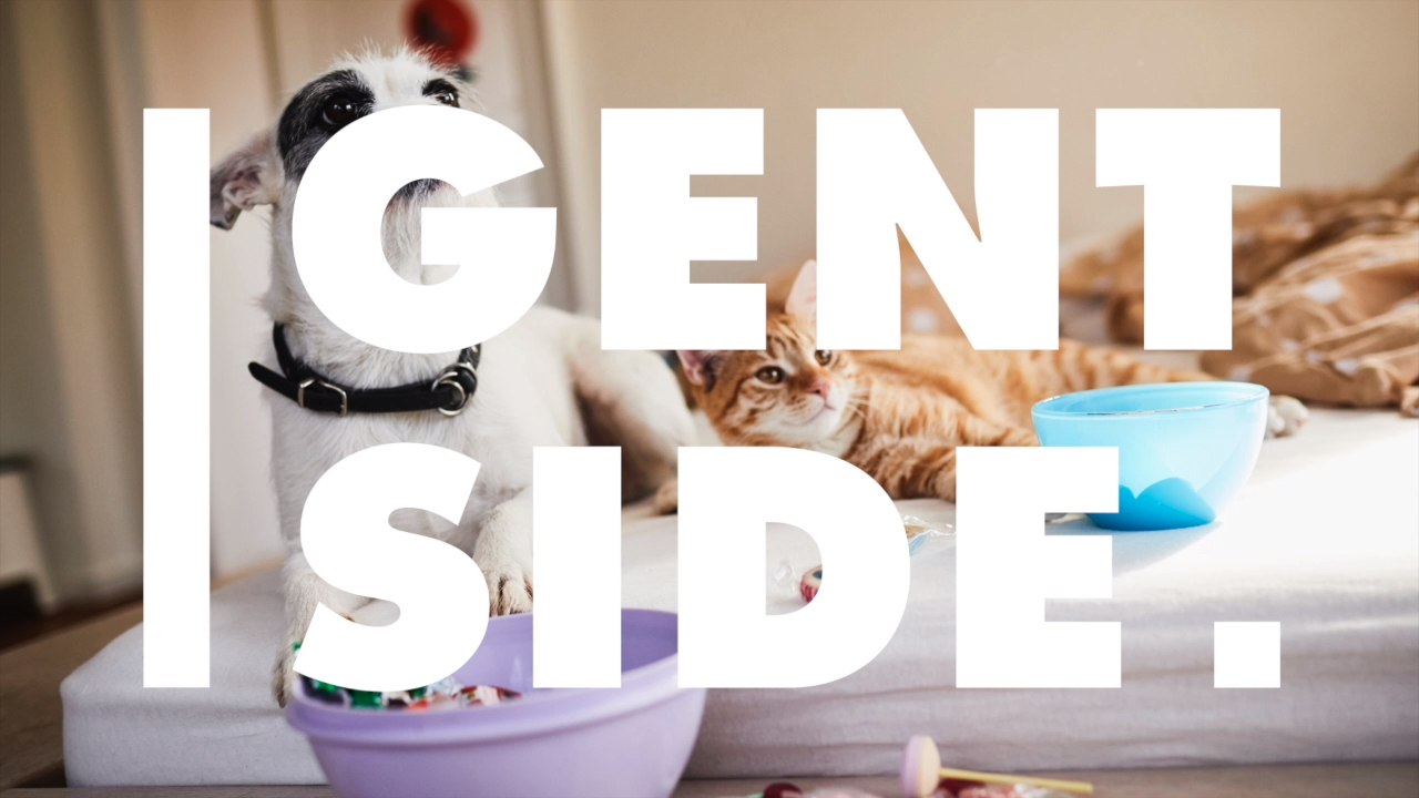 Kängurus in Belgien als Haustier gehalten: Dann büxen die beiden aus