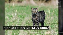 Top 5: Das sind die teuersten Katzen der Welt