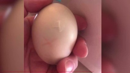 A Woman Hatched an Duckling… Using Her Cleavage