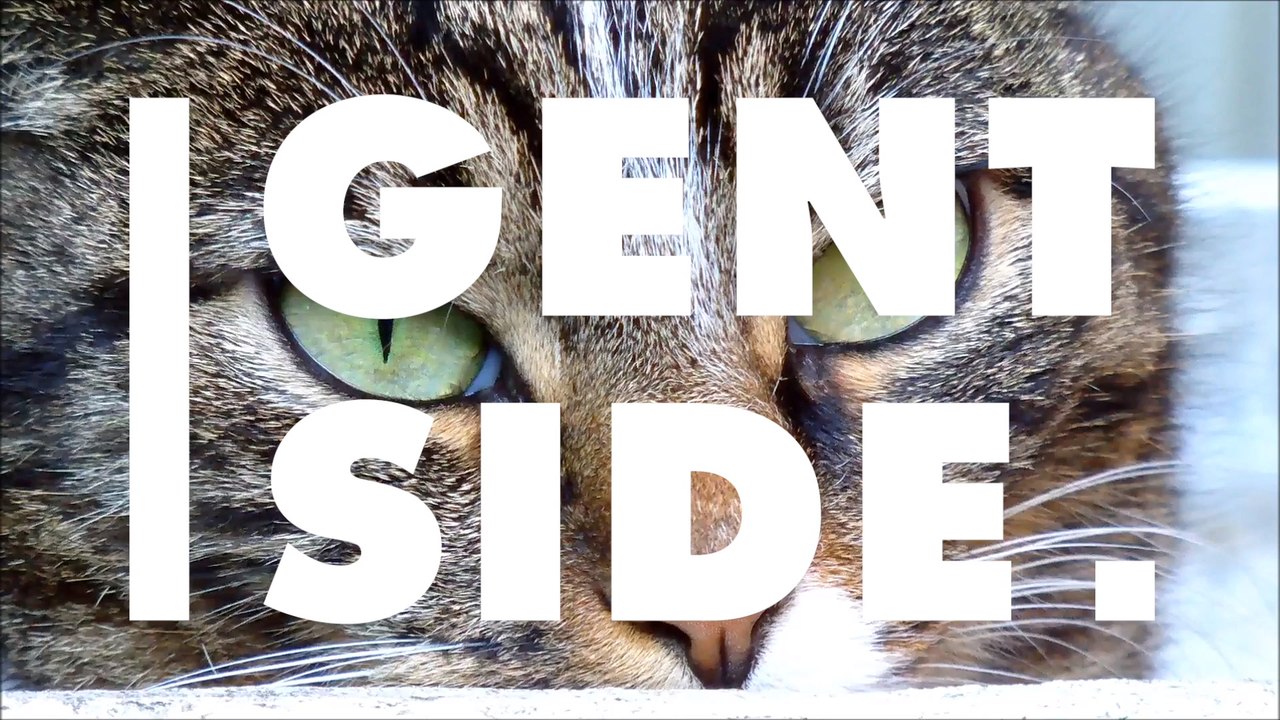 Tödlichste Katze der Welt frisst täglich ein Fünftel ihres Körpergewichts