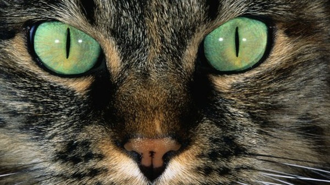 Pourquoi les chats ont-ils des pupilles verticales ?