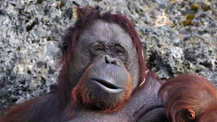 Herzzerreißend: Orang-Utan reicht einem Mann die Hand, um ihn aus einem Fluss zu retten
